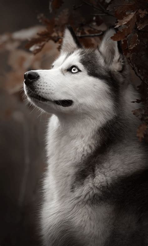 husky wallpaper|aesthetic husky wallpaper.